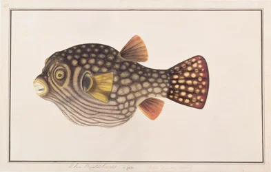 Netz-Pufferfisch, aus Zeichnungen von Fischen von Malakka, ca. 1805-18